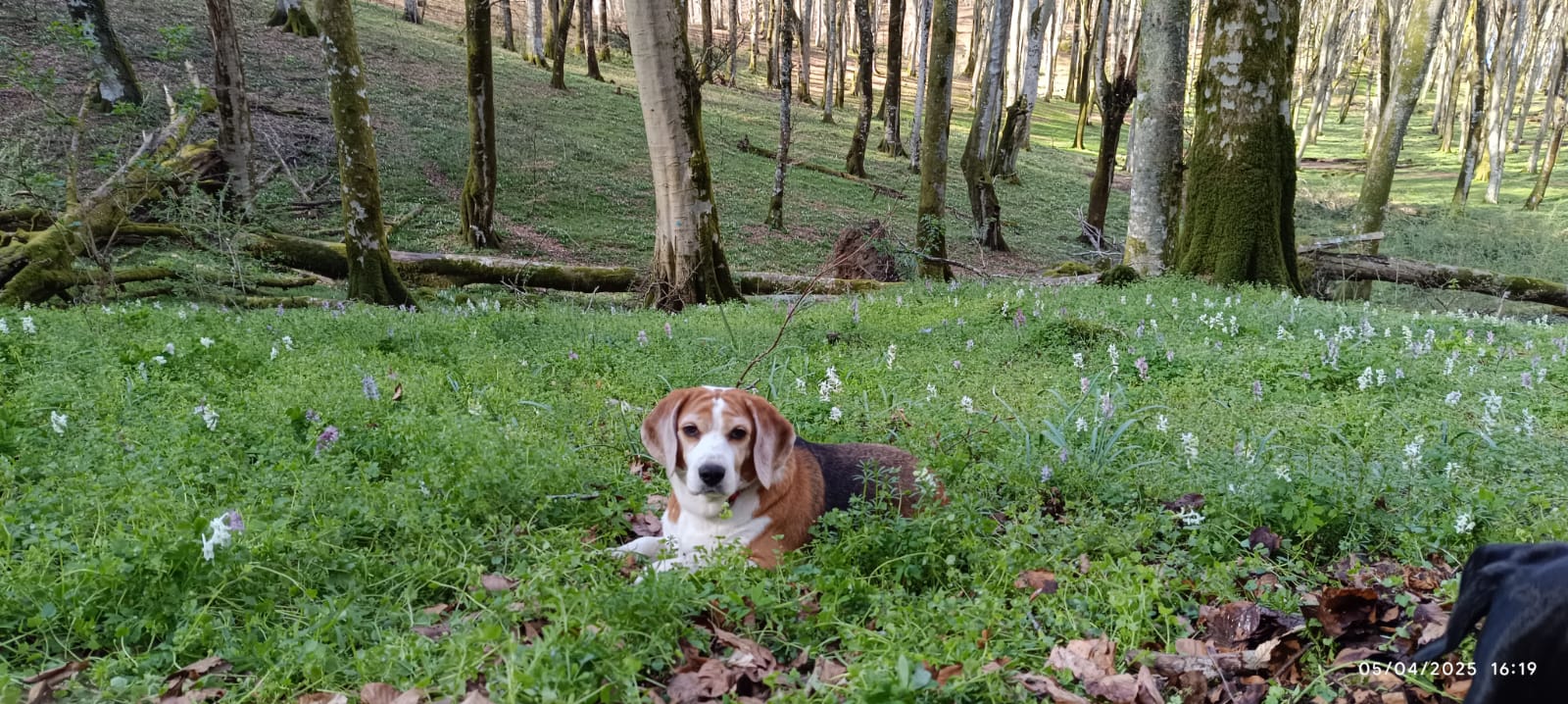 Un beagle disteso tra i fiori in un bosco