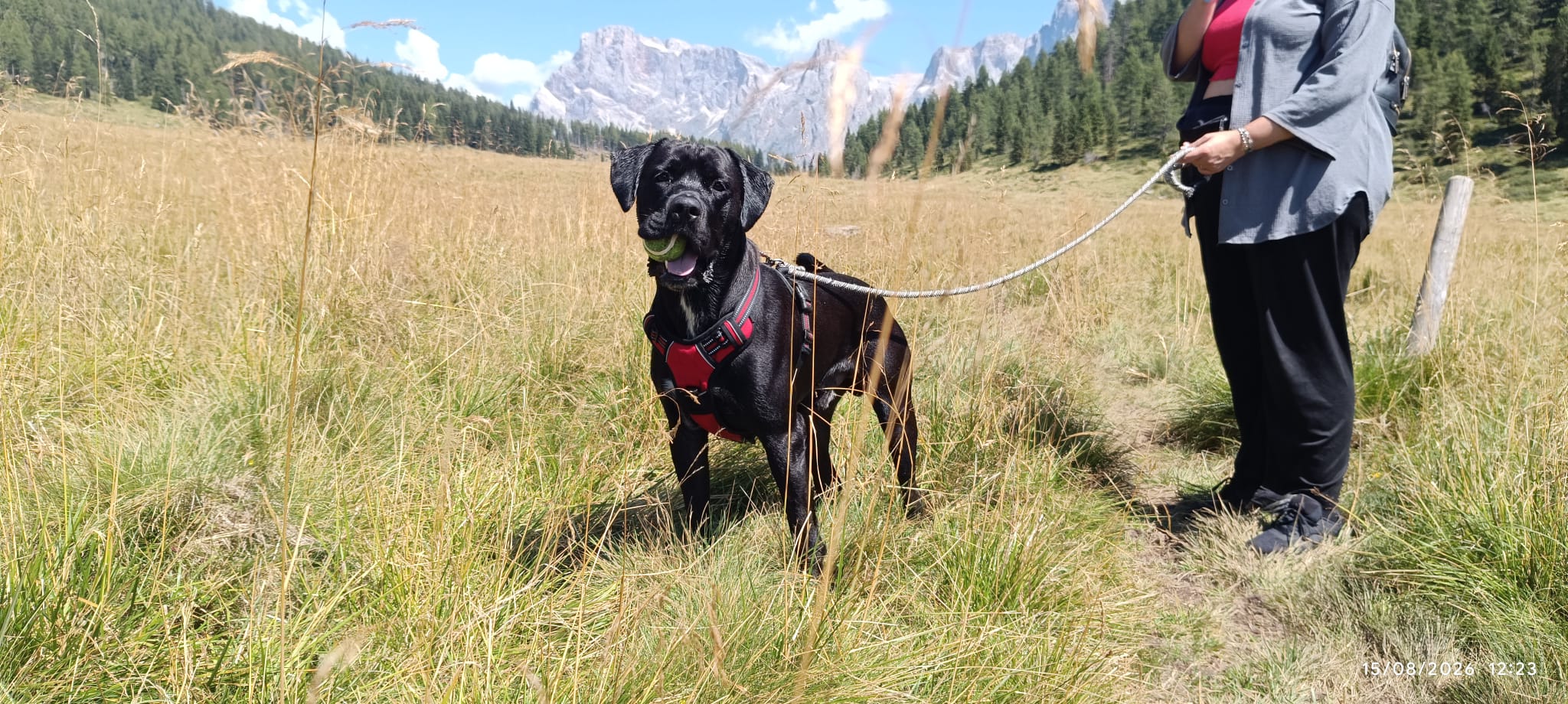 Cane nero con pettorina rossa e pallina in un prato di montagna