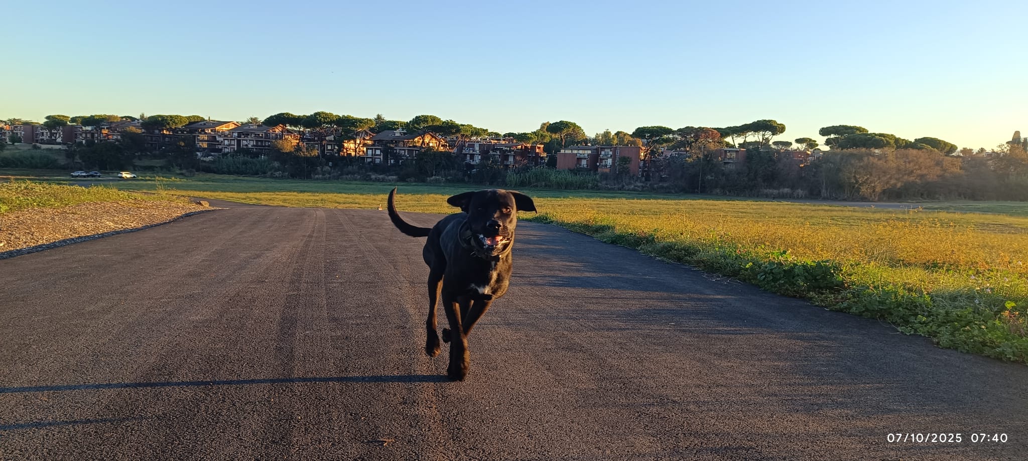 Cane nero che corre verso l’obiettivo nella luce del mattino