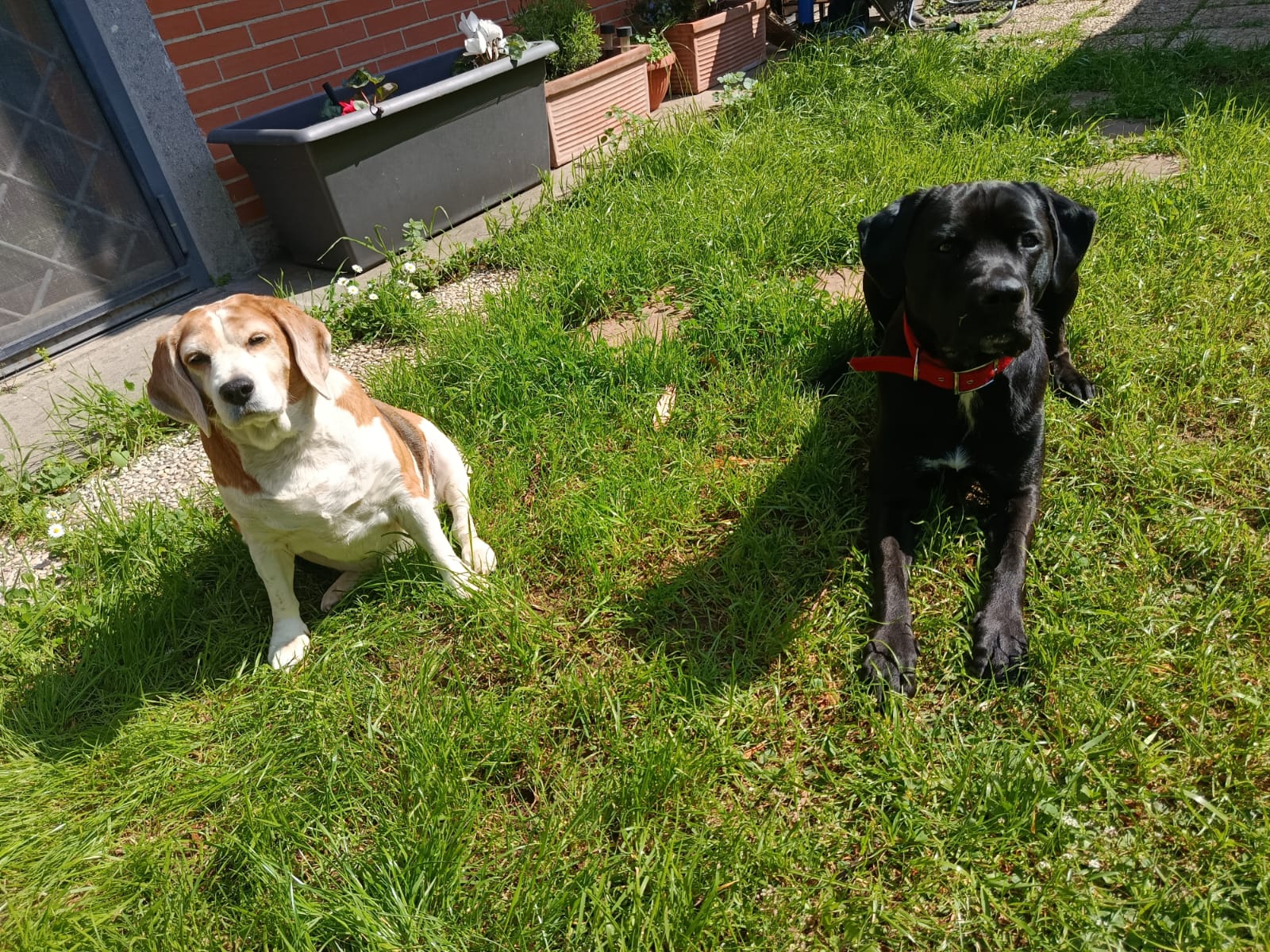 Un beagle e un cane nero insieme sul prato