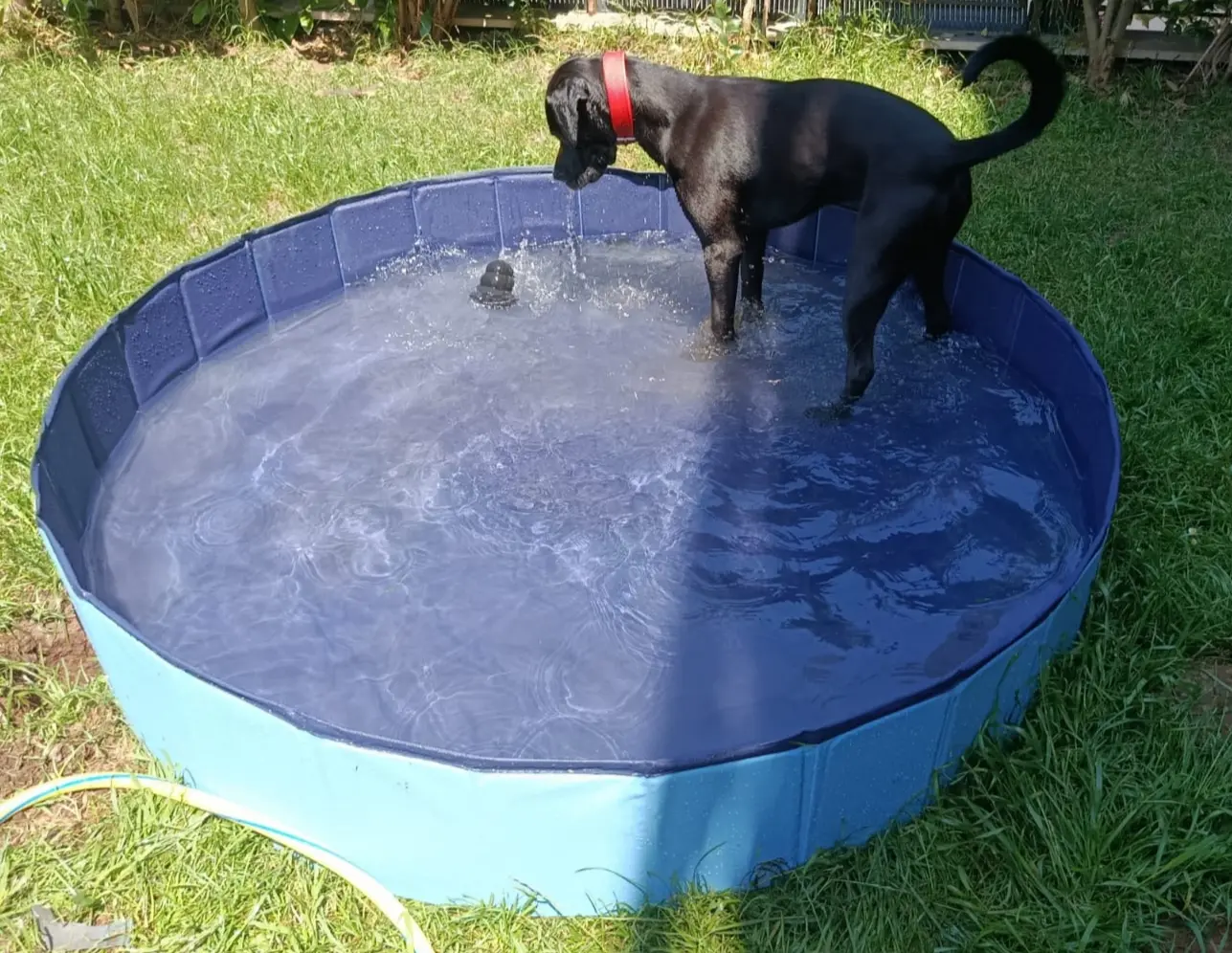 Cane che gioca nell’acqua in una piscina per cani nel giardino di Roma Dog Sitter