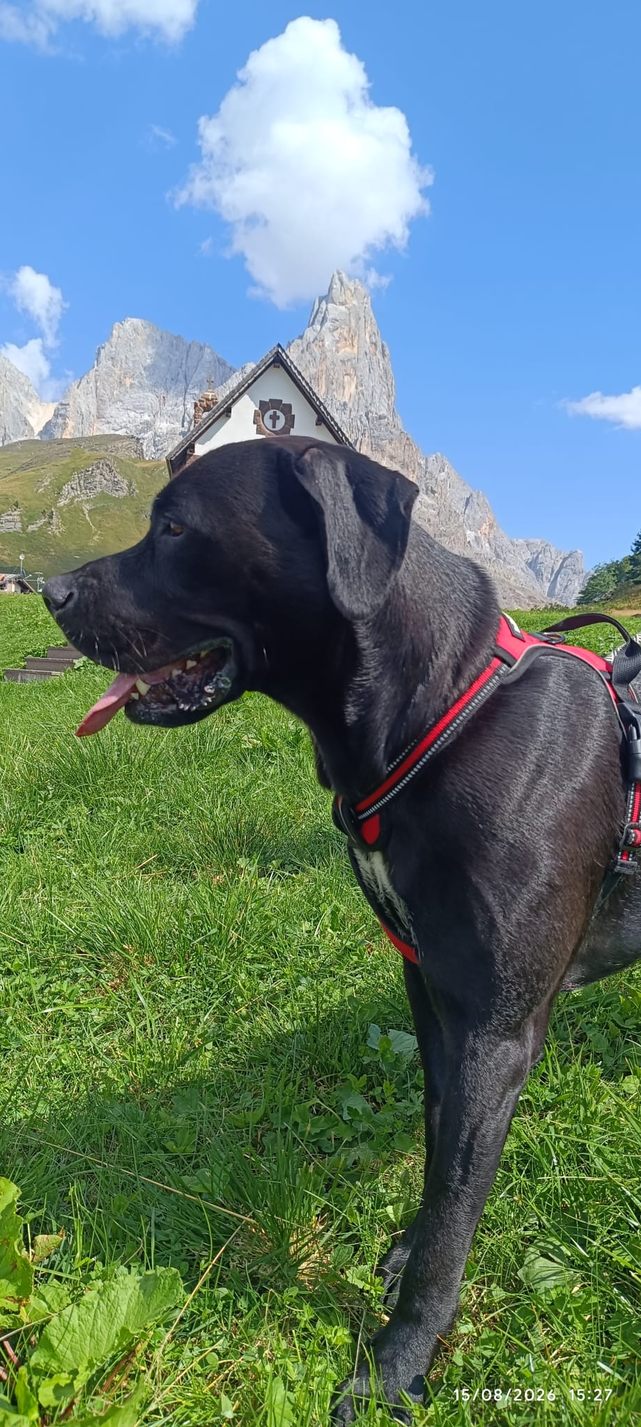 Ritratto di un cane all’aperto